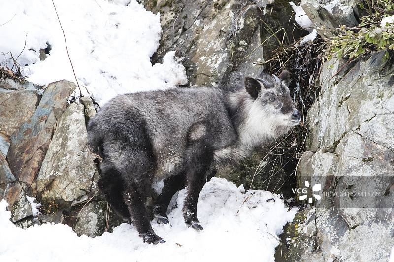 日本羚羊图片素材