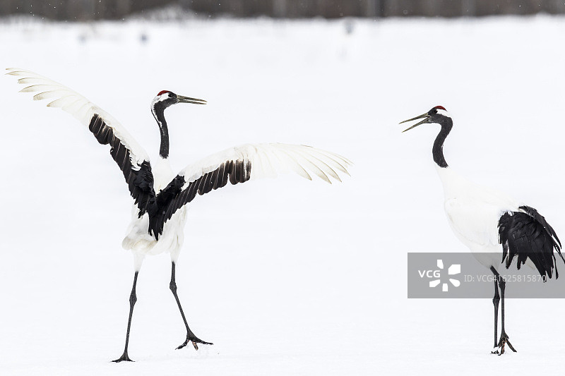 日本红顶鹤图片素材