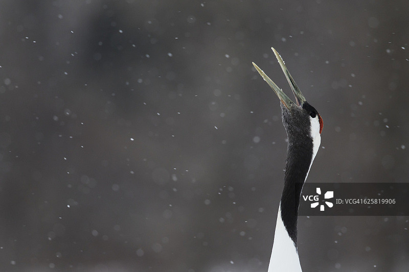 日本丹顶鹤图片素材