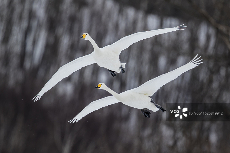 大天鹅图片素材