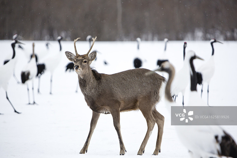 鹿图片素材
