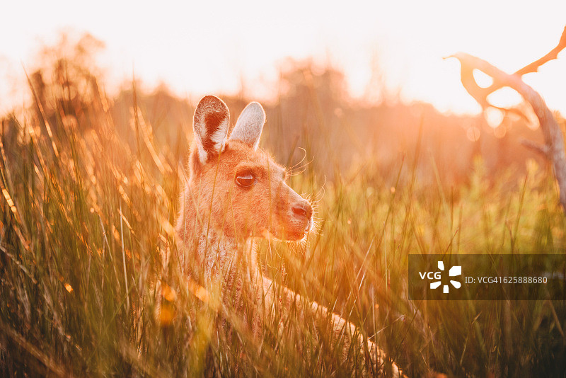 澳大利亚内陆袋鼠图片素材