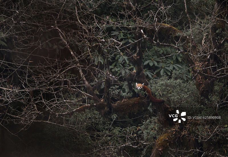 栖息地中的小熊猫图片素材