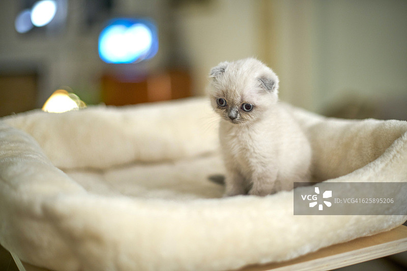 苏格兰折耳小猫图片素材