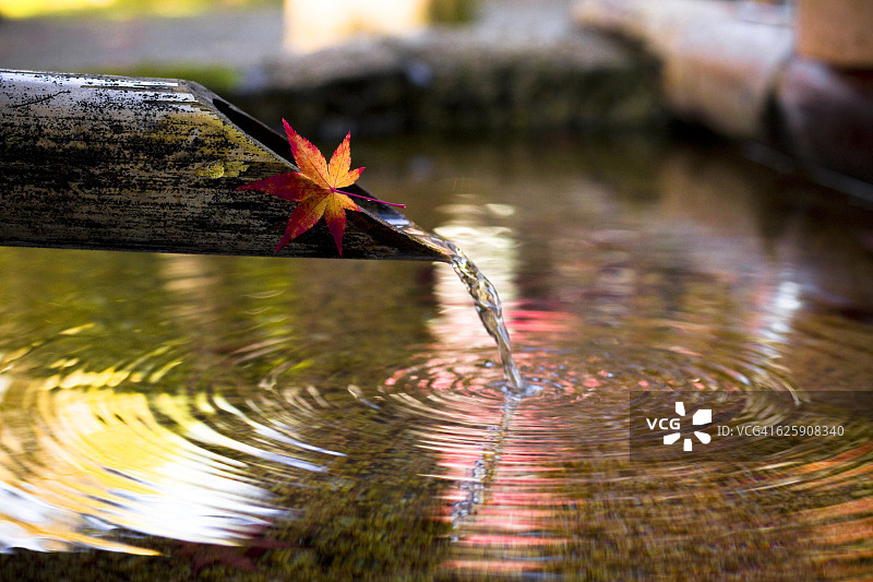 日本枫叶图片素材