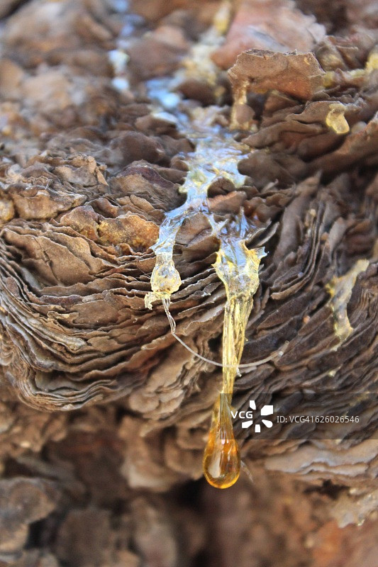 加那利群岛拉帕尔马岛：加那利松树上的松香特写图片素材