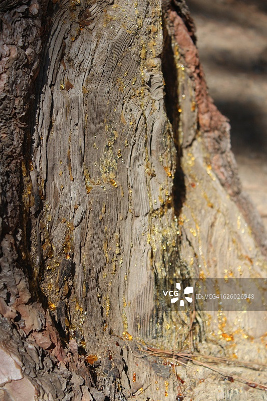 加那利群岛拉帕尔马岛：加那利松树上的松香特写图片素材