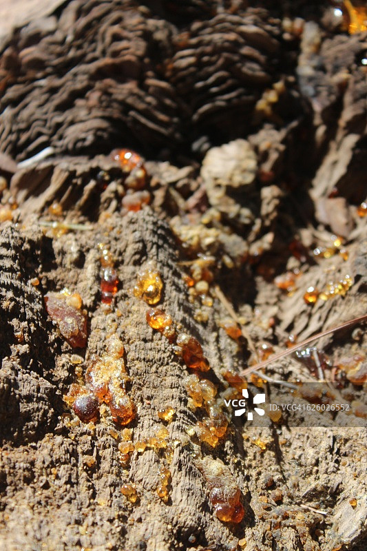加那利群岛拉帕尔马岛：加那利松树上的松香特写图片素材