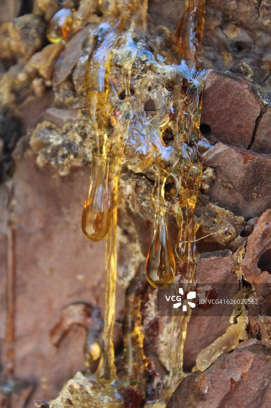 加那利群岛拉帕尔马岛：加那利松树上的松香特写图片素材