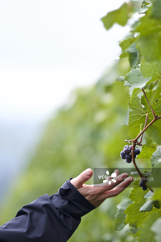 触摸黑皮诺葡萄图片素材