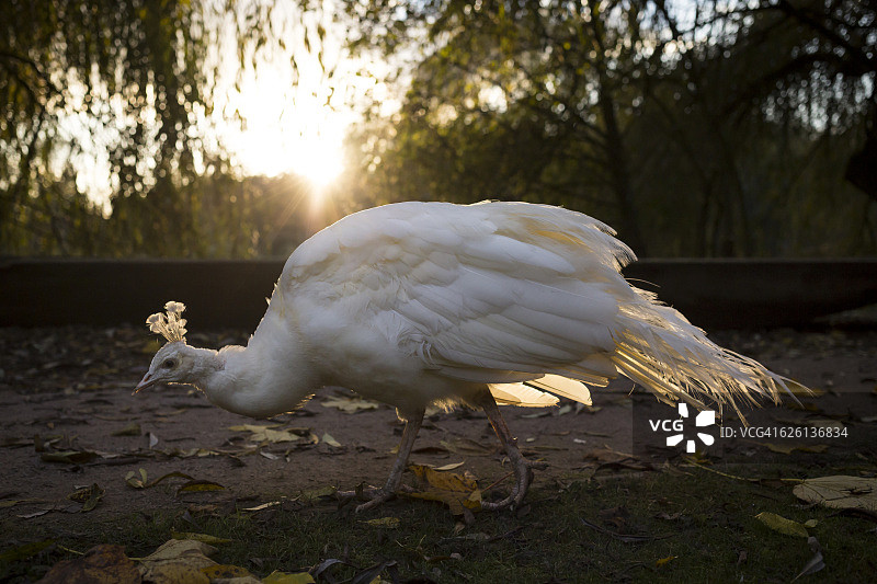 法国，寻找食物的白孔雀图片素材