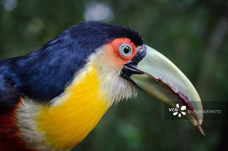 绿嘴巨嘴鸟图片素材