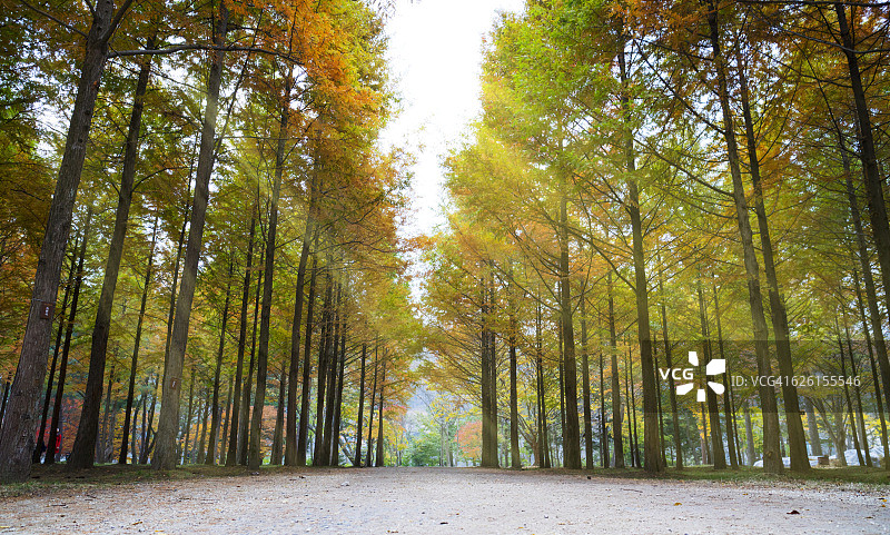 南怡岛秋景图片素材