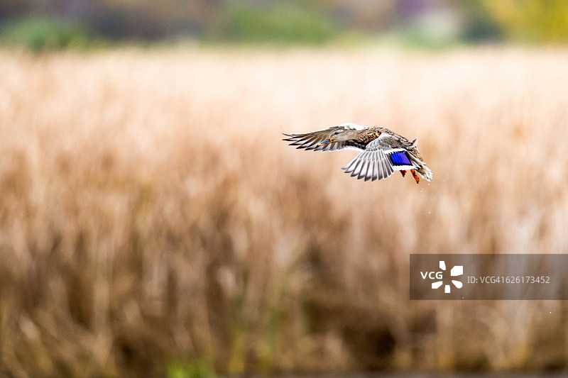 飞翔的鸭子图片素材