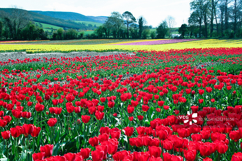 领域的郁金香图片素材