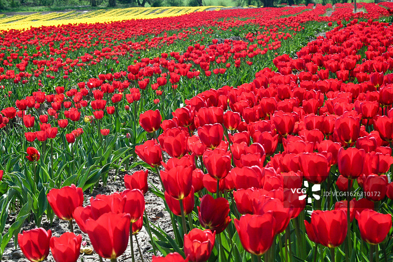 领域的郁金香图片素材