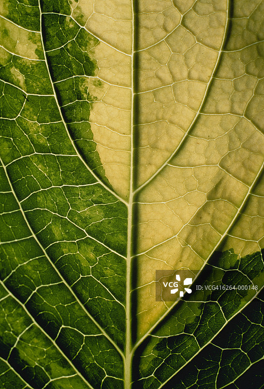 叶子上的植物纹理图片素材
