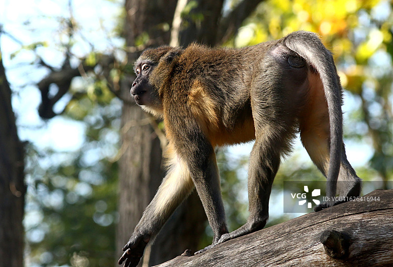 金腹白眉猴图片素材