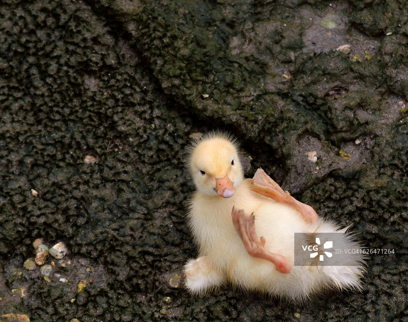 在河里倒立的小鸭图片素材