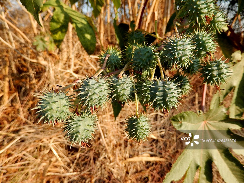 沙龙平原的蓖麻图片素材