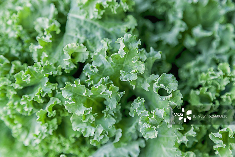 新鲜羽衣甘蓝特写图片素材