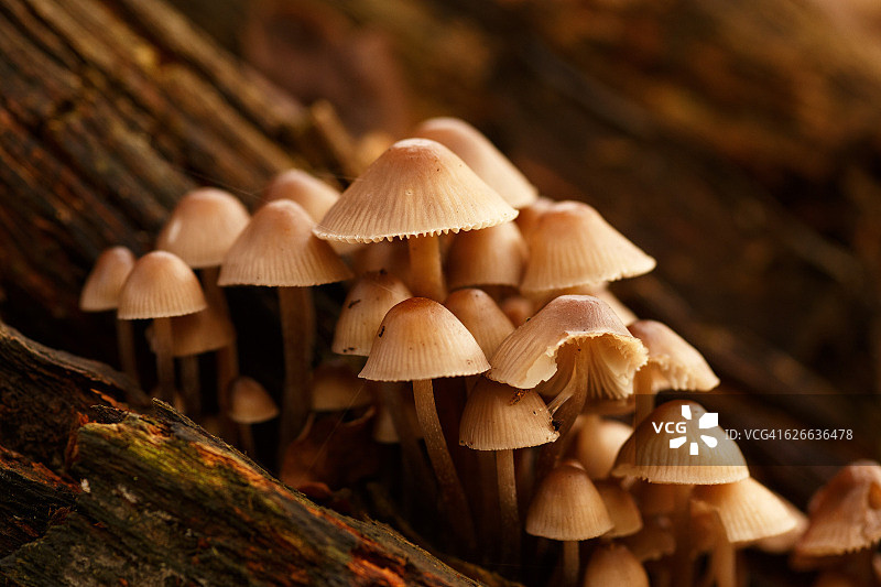 亮盖墨汁菌群图片素材