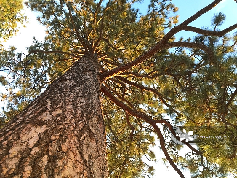 树盯着图片素材