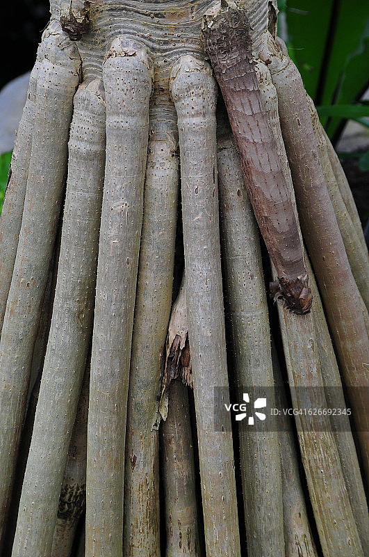 树盯着图片素材