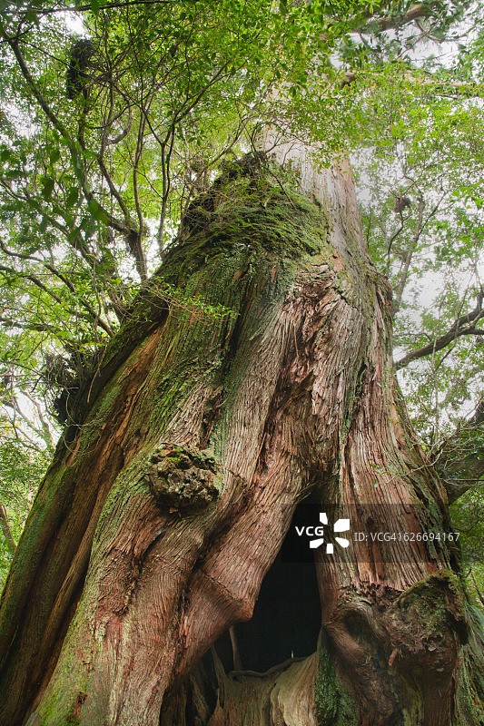 树盯着图片素材