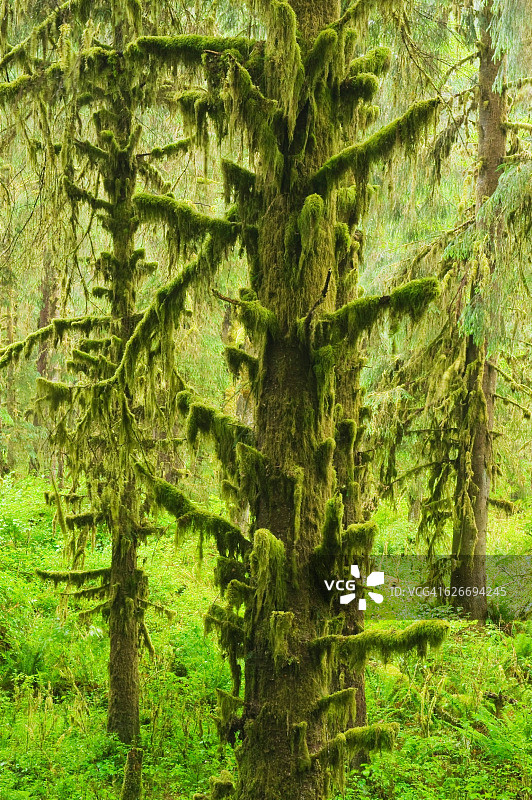 树盯着图片素材