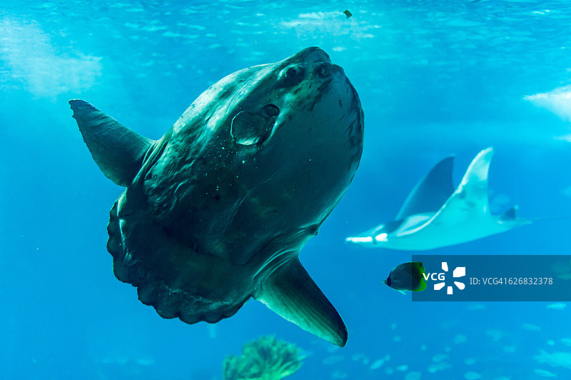 翻车鱼和蝠鲼图片素材