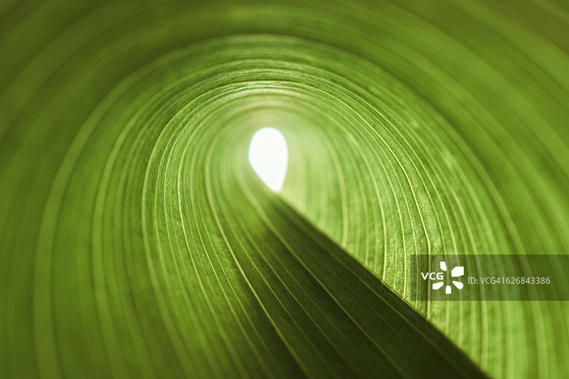 绿叶隧道出口图片素材