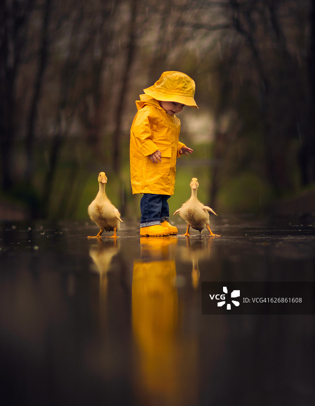 在雨中与鸭子一起的男孩图片素材