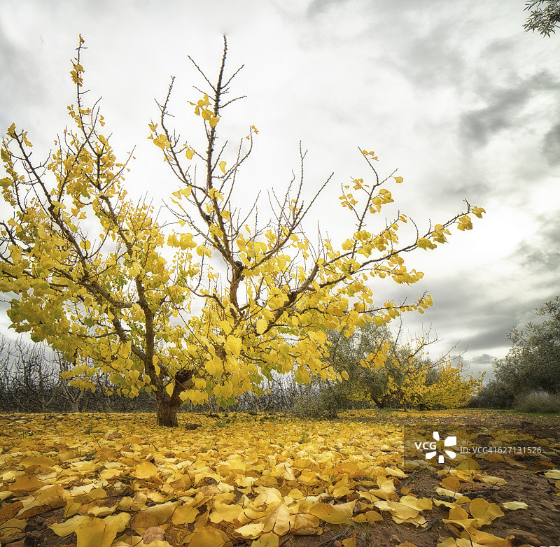 秋天的杏树图片素材