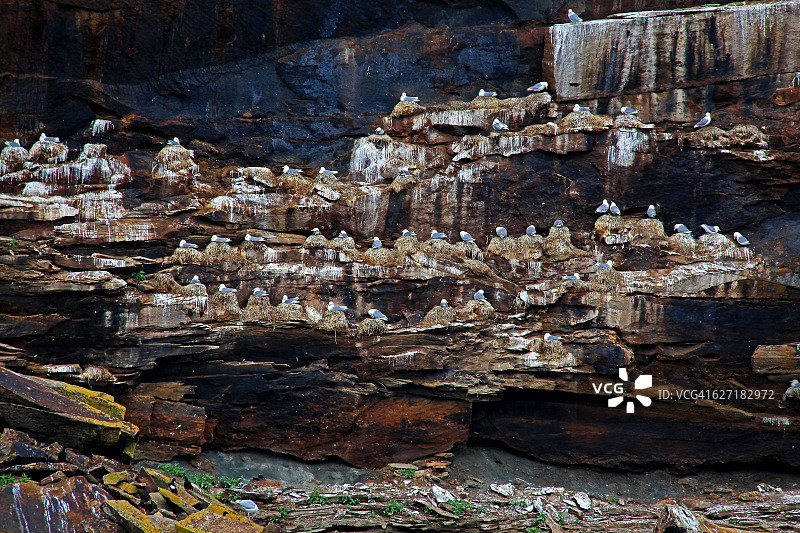 新斯科舍省布雷顿角鸟岛上的银鸥（Larus argentatus）巢群图片素材