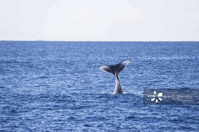 座头鲸尾巴，拉海纳，毛伊岛，夏威夷图片素材