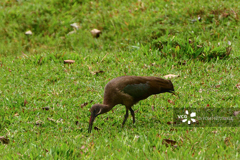 草地上的哈达达䴉图片素材