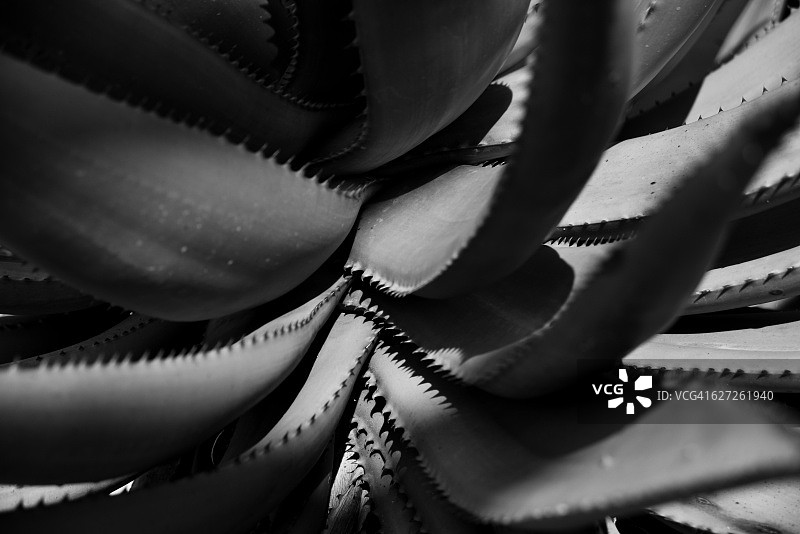 芦荟的微距照片图片素材