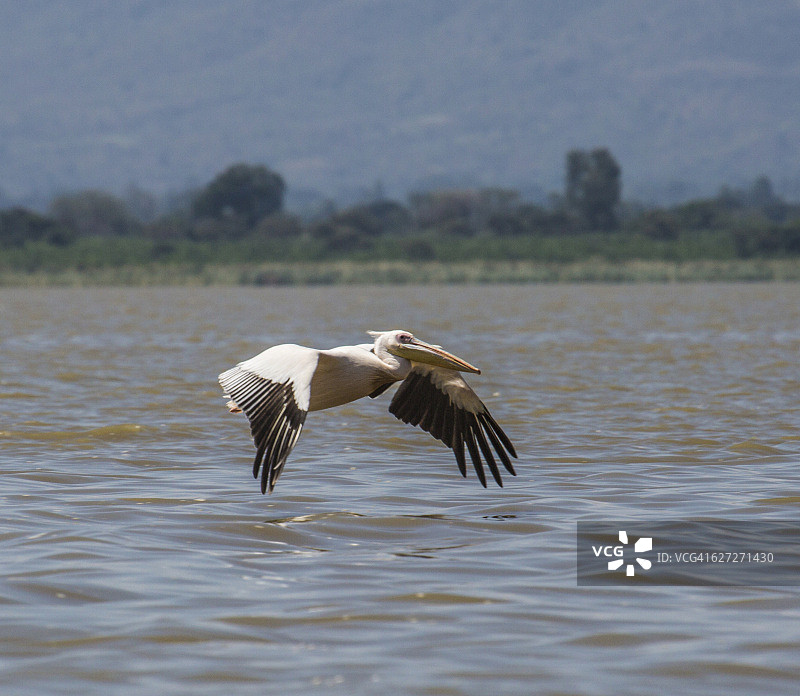 埃塞俄比亚查莫湖的鹈鹕图片素材