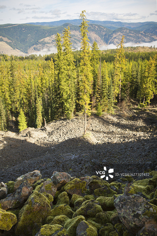 远古熔岩流中的西部落叶松图片素材