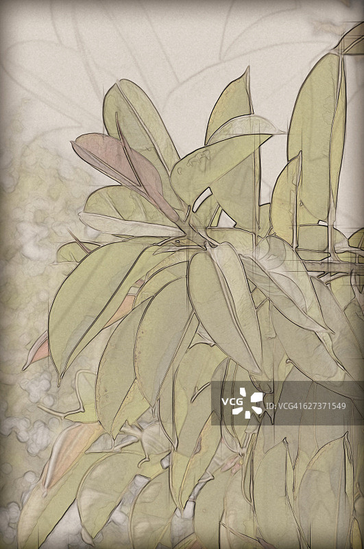 印度榕图片素材