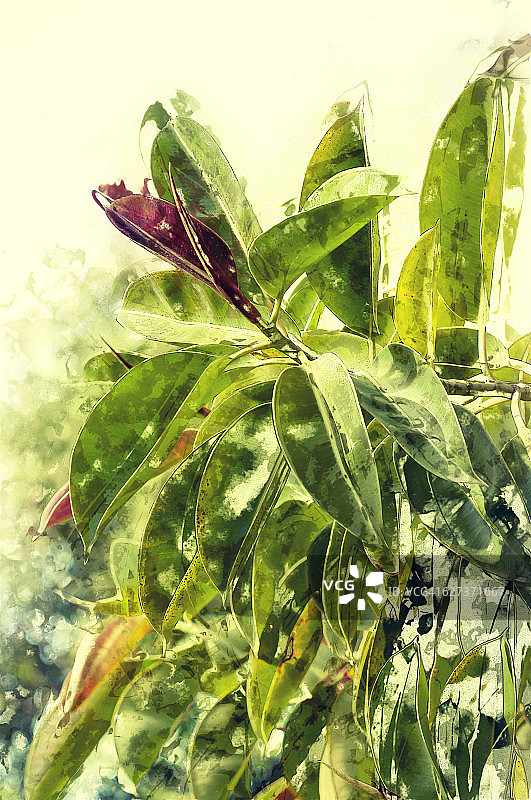 印度榕图片素材