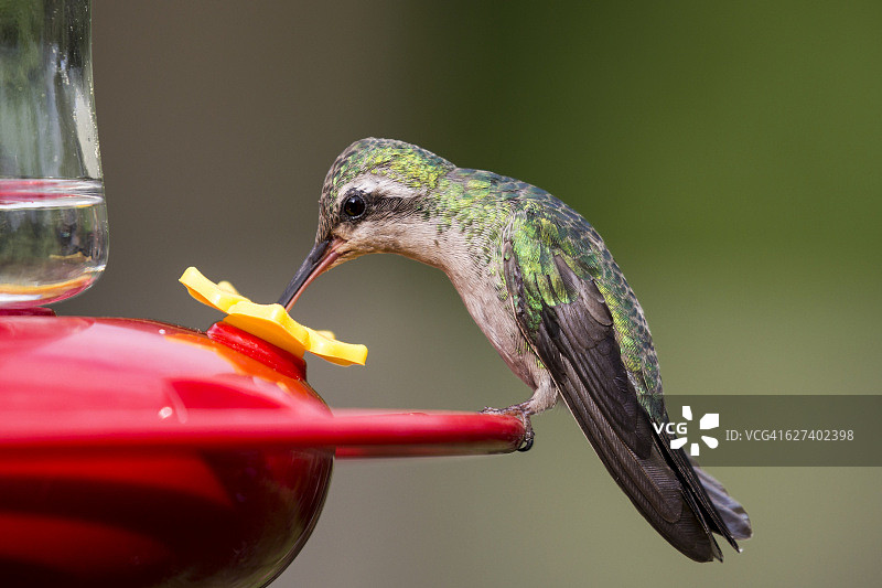 蜂鸟在喂食器旁图片素材