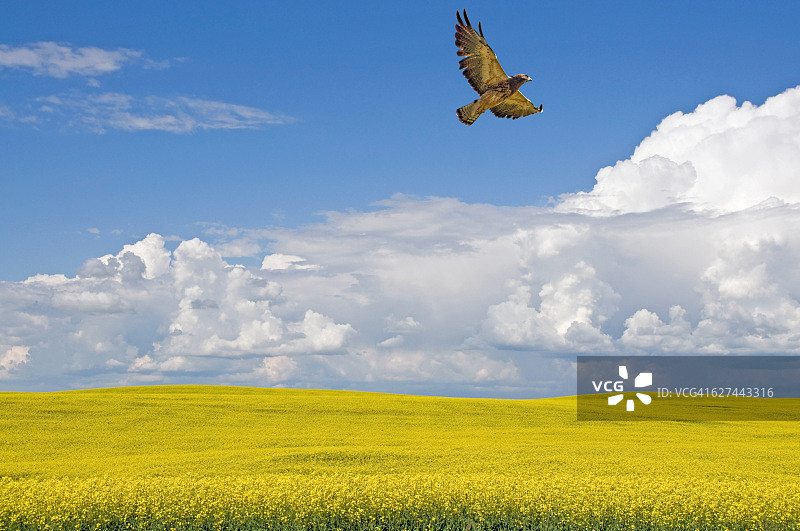 斯温森鹰、天空和盛开的油菜籽田图片素材