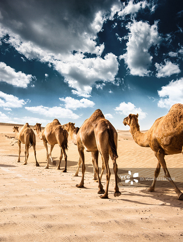 沙漠中的骆驼图片素材
