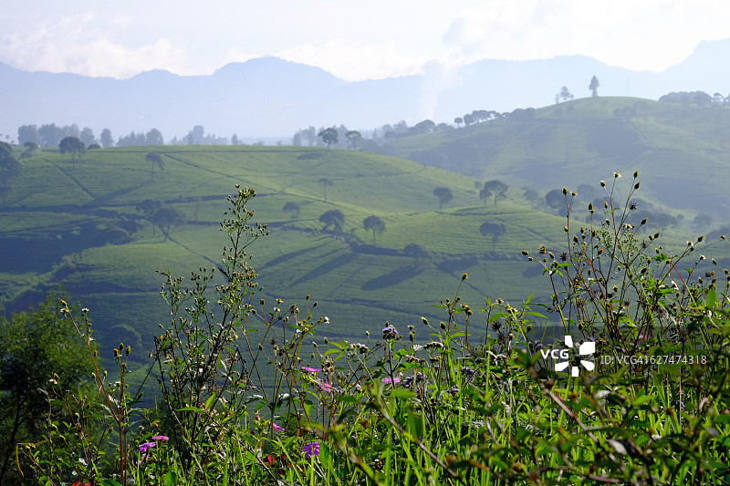西爪哇Pangalengan的茶园，离万隆市不远图片素材