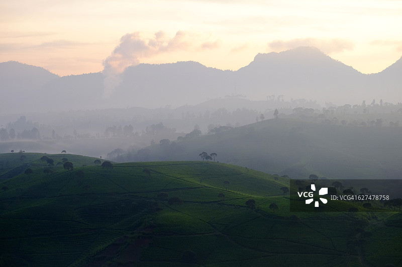 西爪哇Pangalengan的茶园，离万隆市不远图片素材