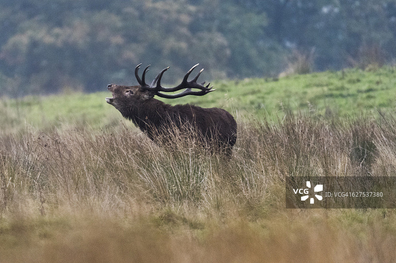 发情期鸣叫的野生雄鹿，英国峰区图片素材