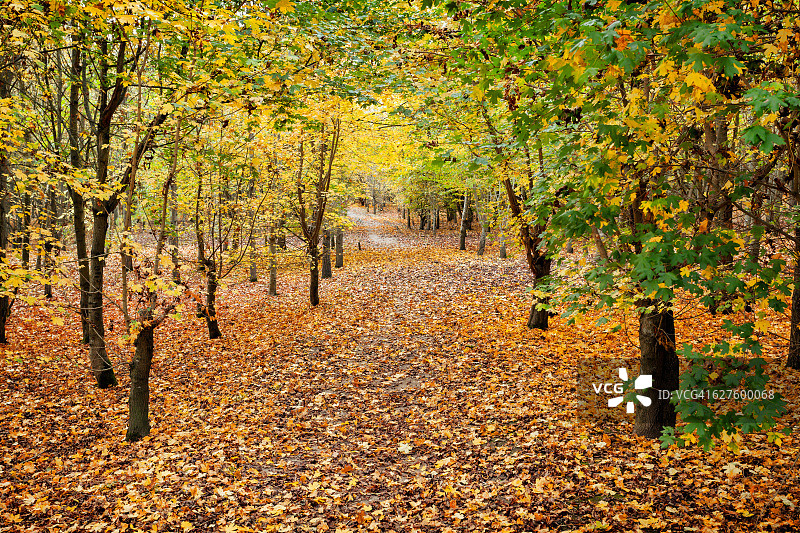 亨廷顿郡欣钦布鲁克公园的秋景小道，英国图片素材