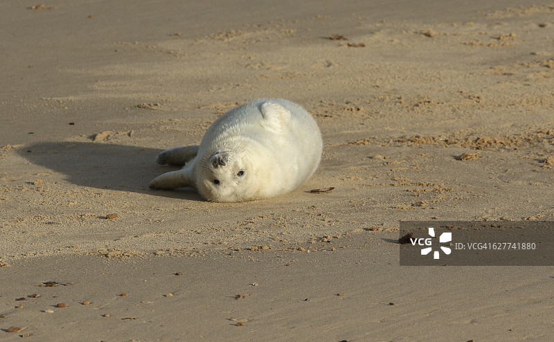 一只新生的灰海豹幼崽躺在海滩上享受阳光，等待它的妈妈从海里回来给它喂奶图片素材